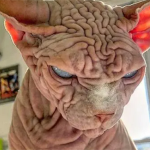 世界上最恐怖的猫