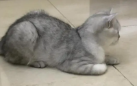 猫咪夏天母鸡蹲是不是病了