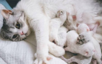 母猫没有奶水小猫怎么办