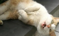猫咪“伤心时”会有这6个行为，你注意到了吗？