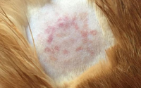 猫藓药膏多少钱一只