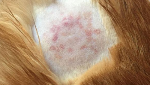 猫藓药膏多少钱一只