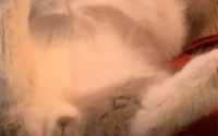 猫只有一个蛋蛋怎么回事