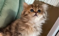 毛特别长的猫是什么品种