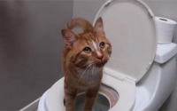 猫总去卫生间叫怎么回事