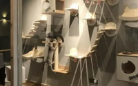 后院和猫舍有什么区别