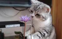 睡莲对猫有毒吗