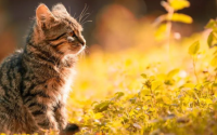 猫咪“偏瘦”是什么原因?教你几个小妙招,帮助它长胖