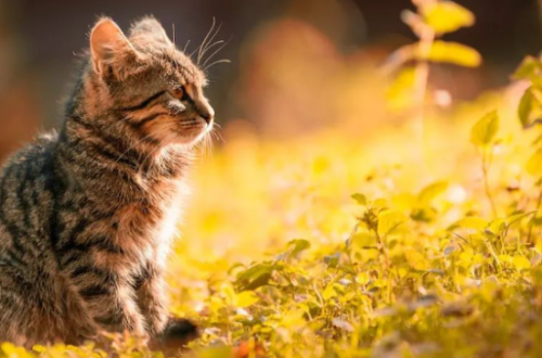猫咪“偏瘦”是什么原因?教你几个小妙招,帮助它长胖