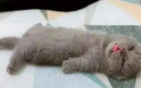 猫一直睡觉是不是病了