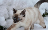 为什么雪鞋猫在中国很少见