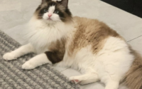 四岁的猫咪相当于人几岁