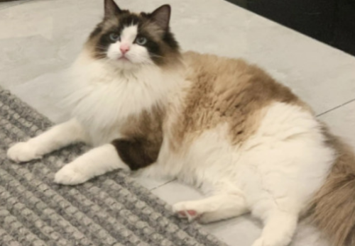 四岁的猫咪相当于人几岁