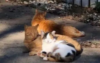 后院猫和正规猫的区别