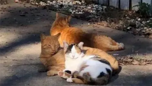 后院猫和正规猫的区别