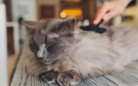 茉莉对猫有毒吗