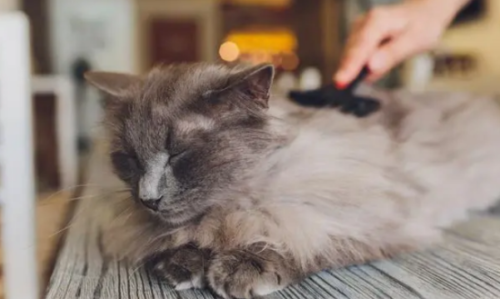 茉莉对猫有毒吗