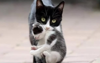 母猫不停的叼小猫怎么办
