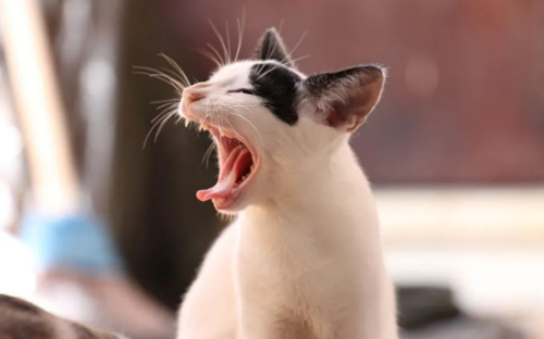猫咪“偏瘦”是什么原因?教你几个小妙招,帮助它长胖