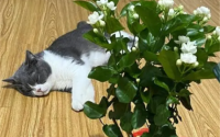 茉莉花对猫咪有毒吗