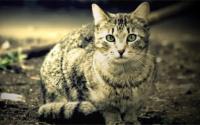 男人养猫有什么说法