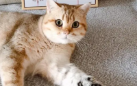 牛磺酸对猫的作用