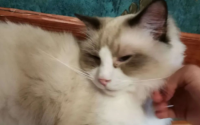 新买的猫咪不吃不喝怎么办