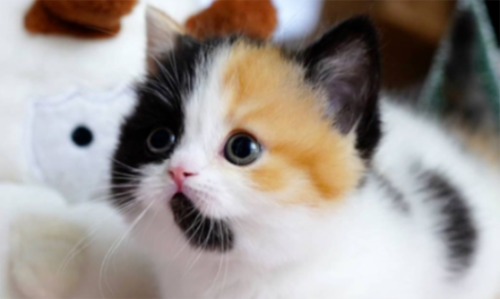 最“招财旺家”的猫咪排名，你家猫主子排第几