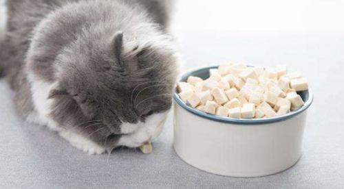 猫咪挑食怎么治?