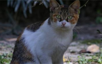送走小猫母猫会伤心吗
