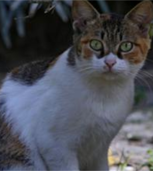 送走小猫母猫会伤心吗