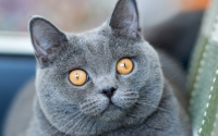 女孩爱养猫是什么性格