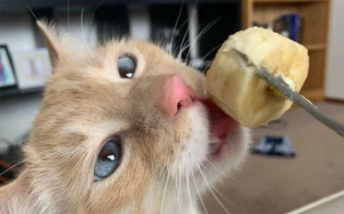 猫咪可以吃香蕉吗？一次喂多少合适？
