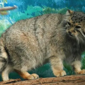 世界上最凶的猫