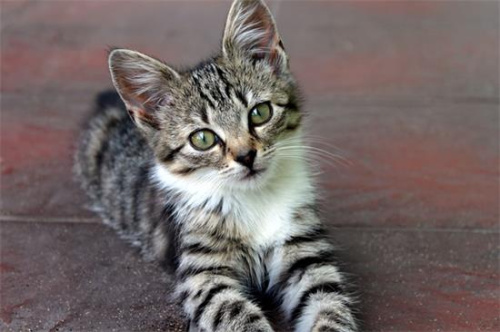 小猫体温多少度算正常？深入解析小猫健康的体温标准