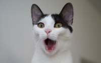 猫咪不高兴的时候，有哪些表现？