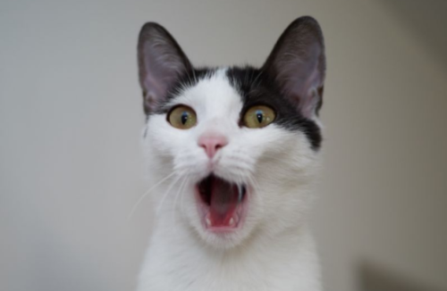 猫咪不高兴的时候，有哪些表现？