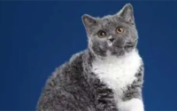 蓝白塞尔凯克卷毛猫