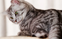 猫咪的性格和行为特征