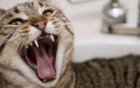 猫有狂犬病吗
