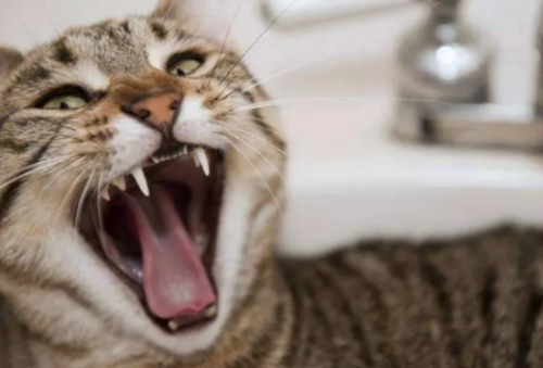 猫有狂犬病吗