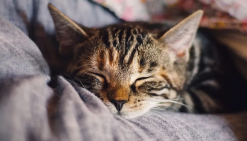 猫猫饮食注意事项:健康饮食规划,守护爱宠健康