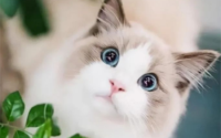 宠物猫名字如何取 寓意吉利招财的猫咪名字