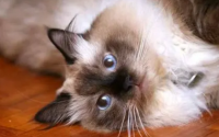 波曼猫幼猫性格