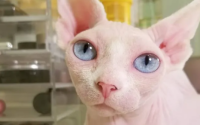 十大最丑的猫图片