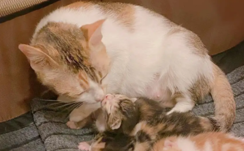 母猫赶走小猫的前兆