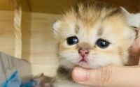 后院繁殖的猫是什么意思
