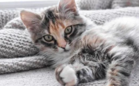 猫咪一大早扰人清梦,该如何应对?