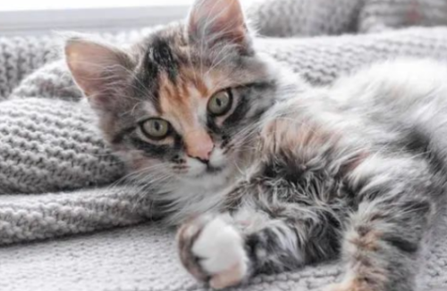 猫咪一大早扰人清梦,该如何应对?