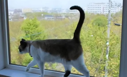 猫咪“开心时”会有这8个小动作,你注意到了吗?